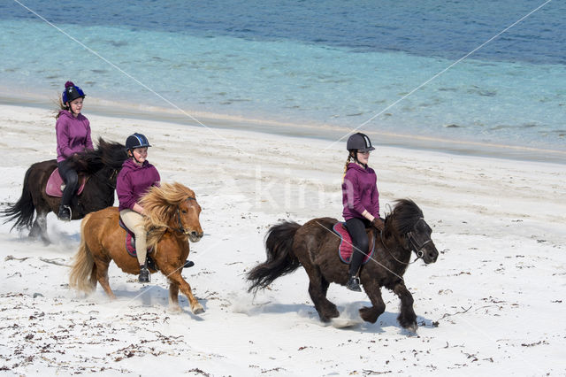 Shetland pony (Equus spp)