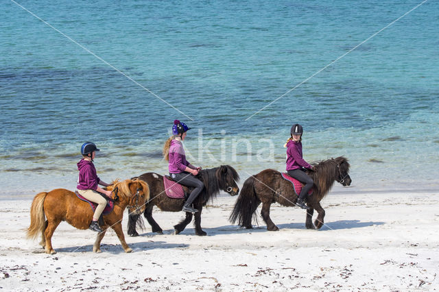 Shetland pony (Equus spp)