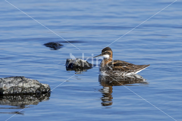 Red-necked Phalarope (Phalaropus lobatus)