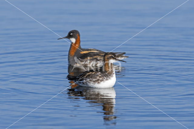 Red-necked Phalarope (Phalaropus lobatus)