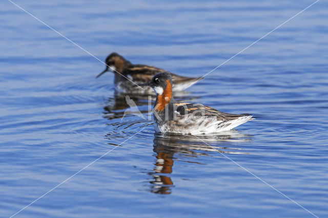 Grauwe Franjepoot (Phalaropus lobatus)