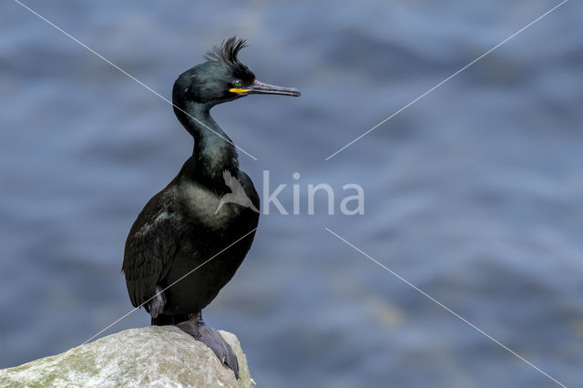 Kuifaalscholver (Phalacrocorax aristotelis)