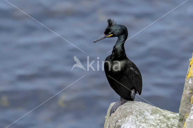 Kuifaalscholver (Phalacrocorax aristotelis)