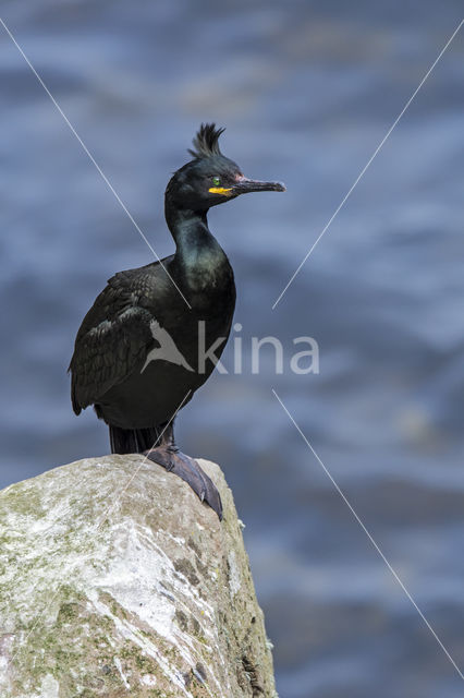 Kuifaalscholver (Phalacrocorax aristotelis)