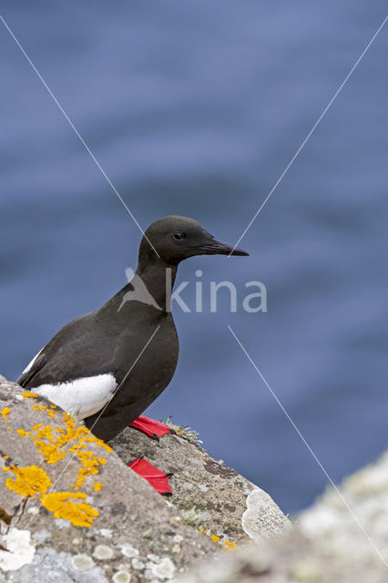 Zwarte Zeekoet (Cepphus grylle)