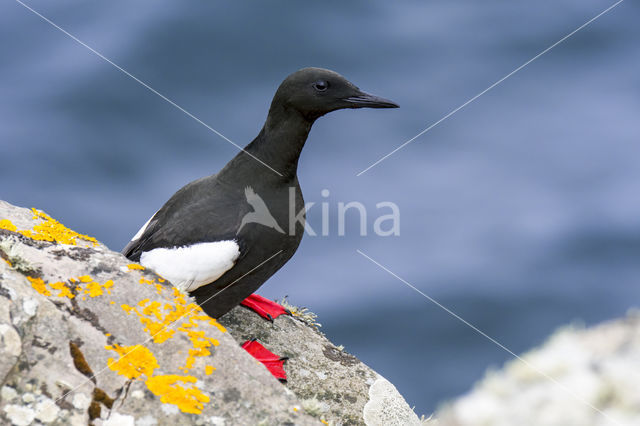 Black Guillemot