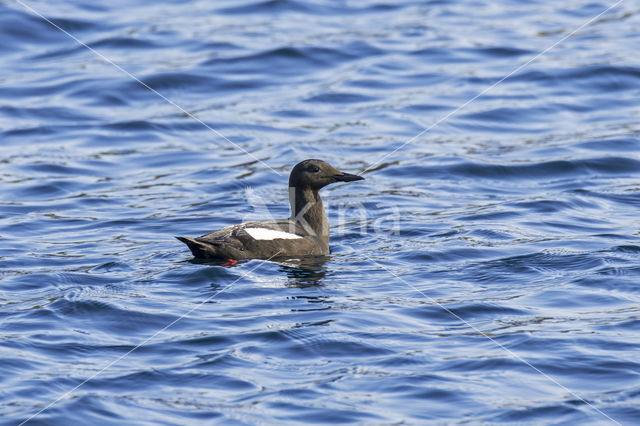 Zwarte Zeekoet (Cepphus grylle)