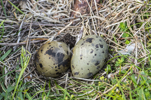 Noordse Stern (Sterna paradisaea)