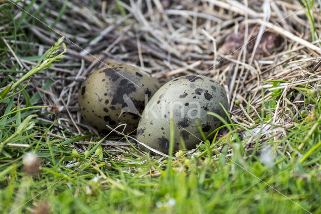 Noordse Stern (Sterna paradisaea)