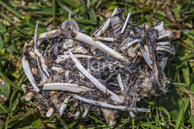 Grote Jager (Stercorarius skua)