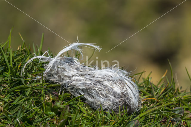 Grote Jager (Stercorarius skua)