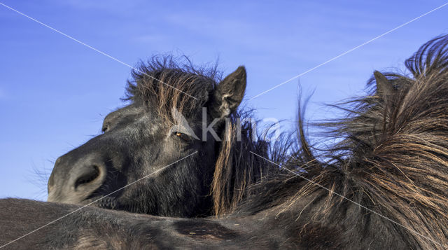 Shetland pony (Equus spp)