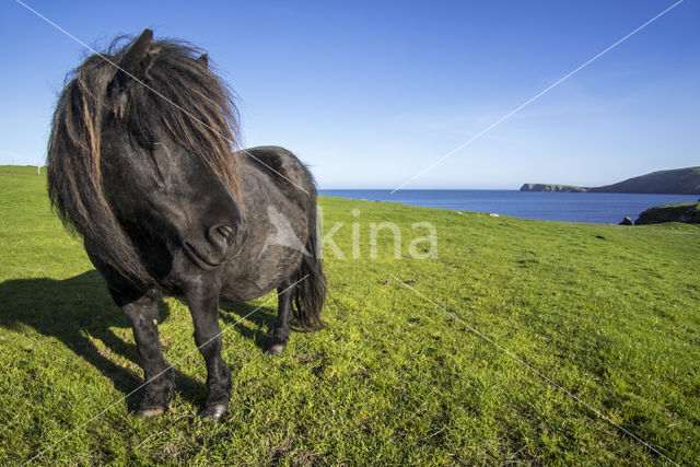 Shetland pony (Equus spp)