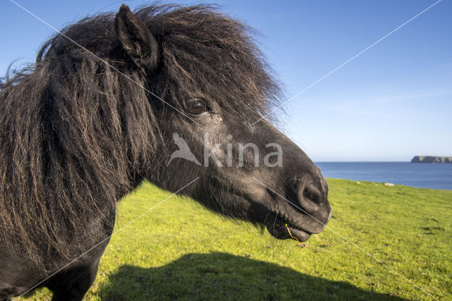 Shetland pony (Equus spp)