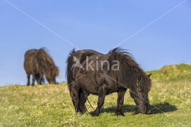 Shetland pony (Equus spp)