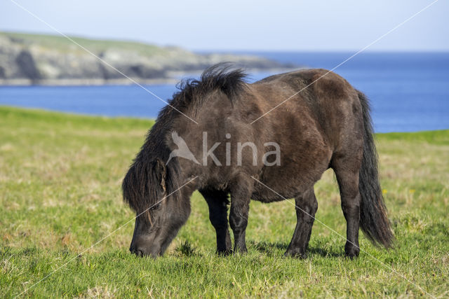 Shetland pony (Equus spp)