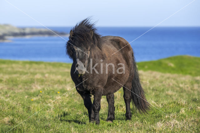 Shetland pony (Equus spp)