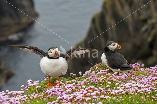 Atlantic Puffin (Fratercula arctica)