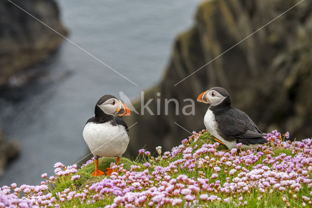 Atlantic Puffin (Fratercula arctica)