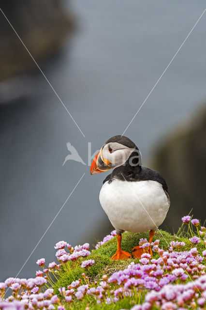 Atlantic Puffin (Fratercula arctica)