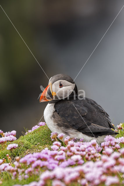 Atlantic Puffin (Fratercula arctica)