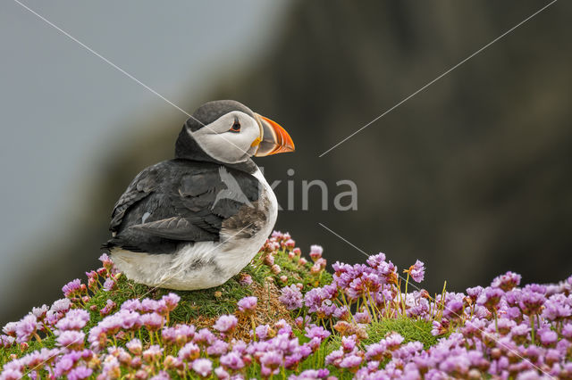 Atlantic Puffin (Fratercula arctica)