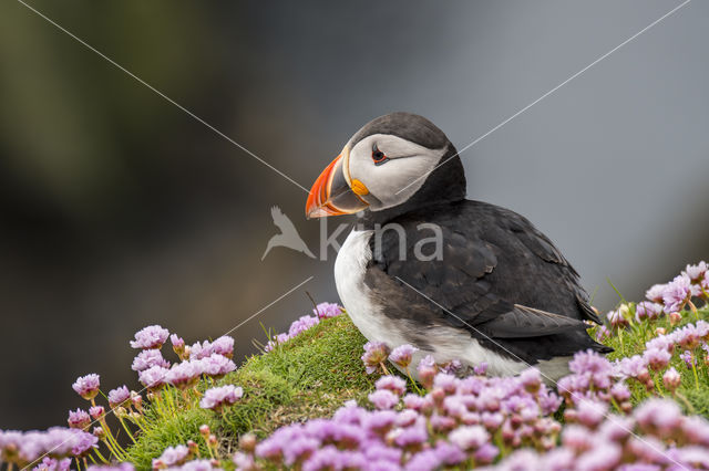 Atlantic Puffin (Fratercula arctica)