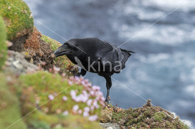 Raaf (Corvus corax)