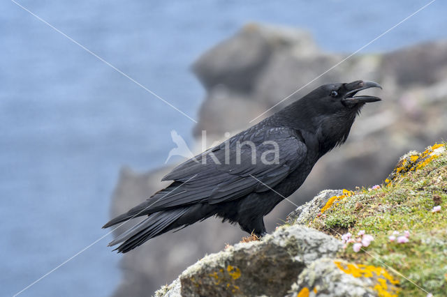 Raaf (Corvus corax)