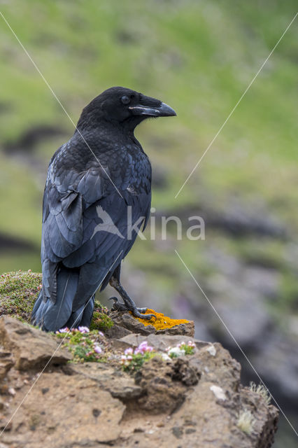 Raaf (Corvus corax)