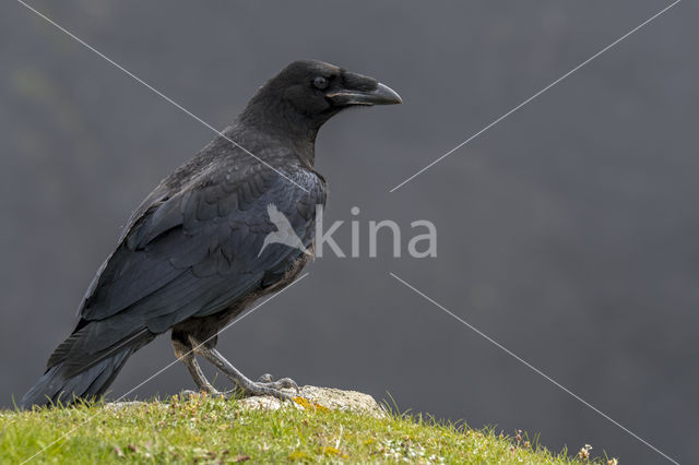 Raaf (Corvus corax)