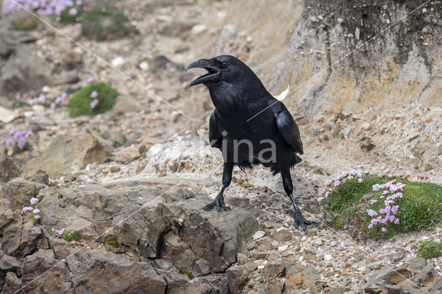 Raaf (Corvus corax)