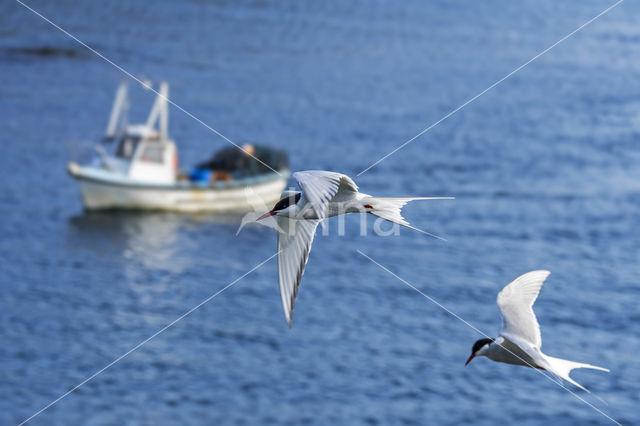 Arctic Tern (Sterna paradisaea)