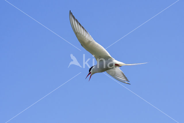 Arctic Tern (Sterna paradisaea)