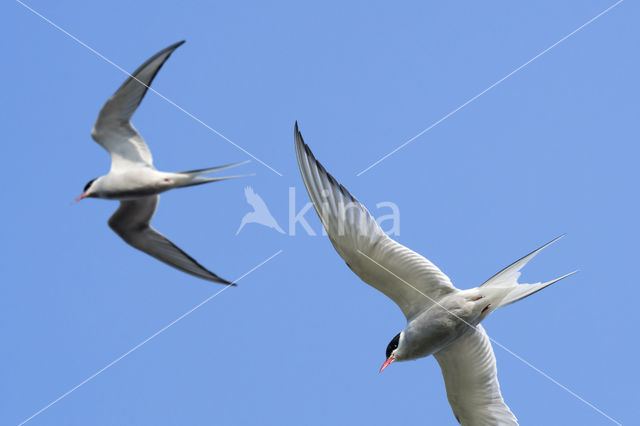 Arctic Tern (Sterna paradisaea)