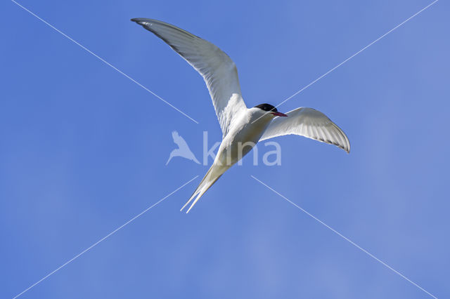 Arctic Tern (Sterna paradisaea)