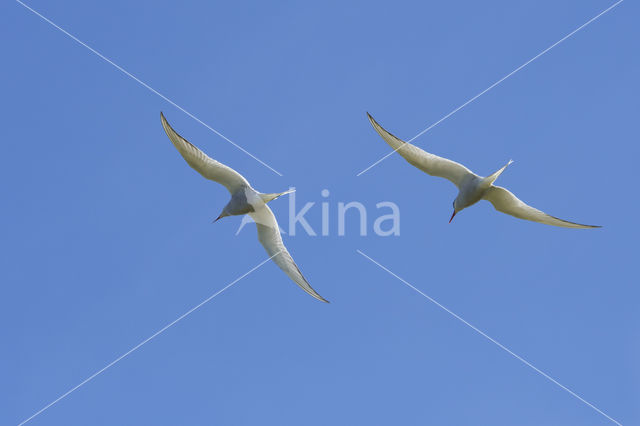 Arctic Tern (Sterna paradisaea)