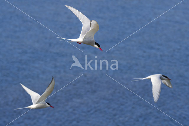 Arctic Tern (Sterna paradisaea)