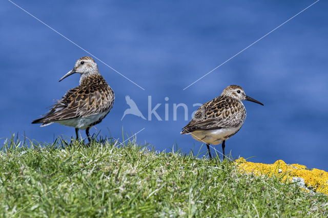 Dunlin (Calidris alpina)