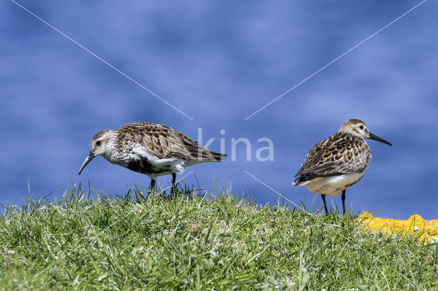 Bonte Strandloper (Calidris alpina)