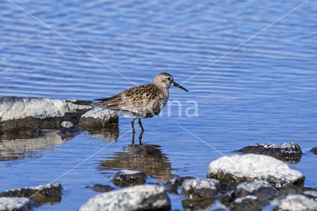 Bonte Strandloper (Calidris alpina)