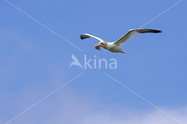 Northern Gannet (Morus bassanus)