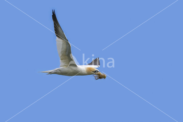 Northern Gannet (Morus bassanus)