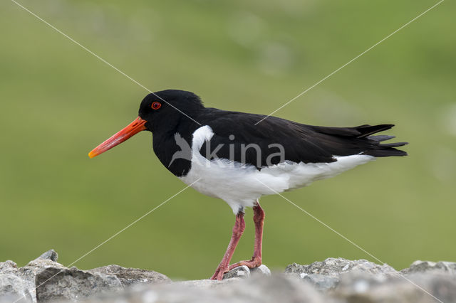 Oystercatcher (Haematopus ostralegus)