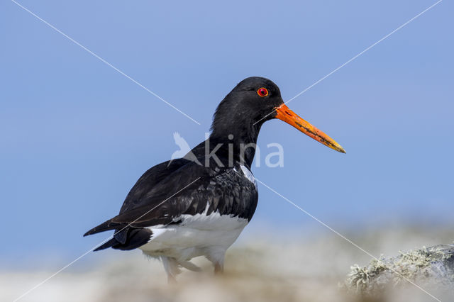 Oystercatcher (Haematopus ostralegus)