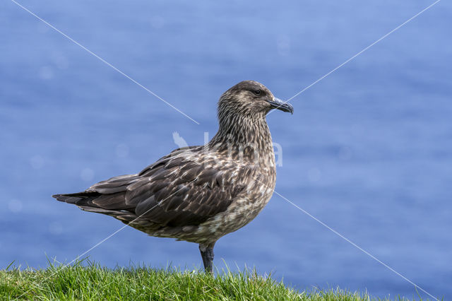 Grote Jager (Stercorarius skua)