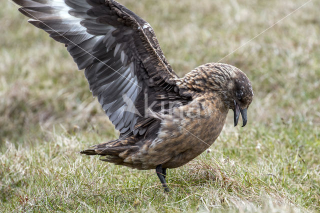 Grote Jager (Stercorarius skua)