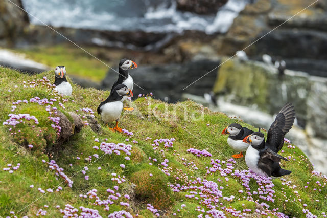 Atlantic Puffin (Fratercula arctica)