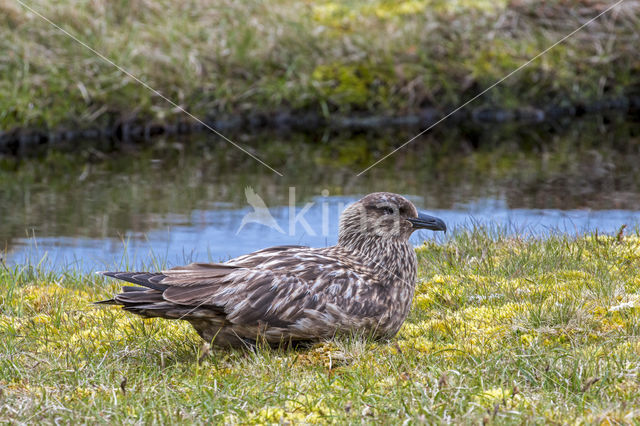 Great Skua (Stercorarius skua)