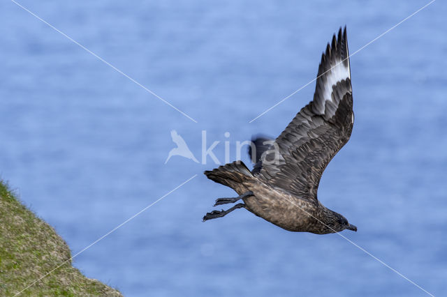 Grote Jager (Stercorarius skua)